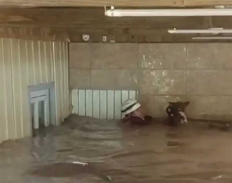 Bombeiro resgata cão em meio a enchente histórica que deixou cidade de SC coberta por água; VÍDEO