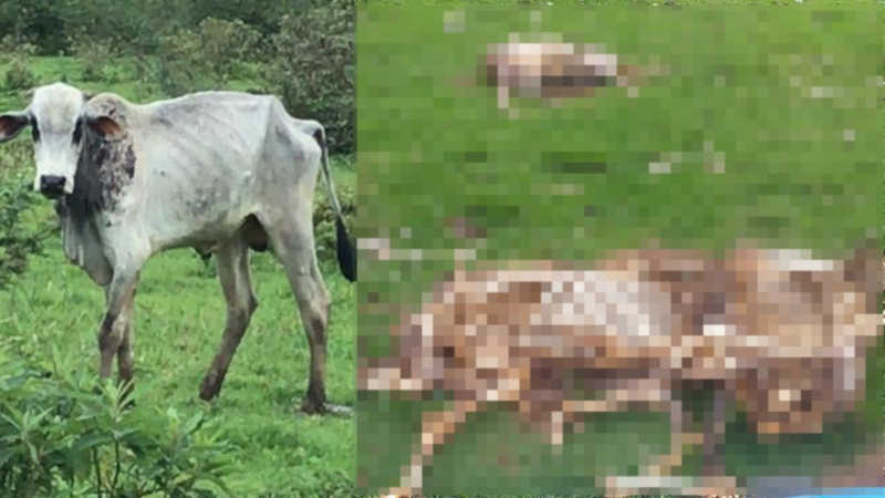 CAMPO DA MORTE: O abandono e a crueldade com animais em pasto entre Tijucas e Porto Belo, em SC