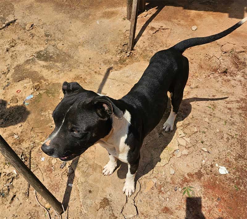 Mulher é presa por maus-tratos contra dois cães no Santa Elisa, em Botucatu, SP