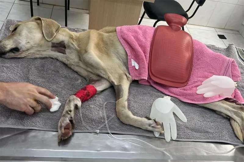 Cadela é resgatada em situação de maus-tratos em Cabreúva — Foto: Arquivo pessoal