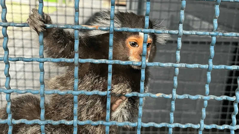 Macaco-prego é capturado por sucuri e salvo por turistas no MS