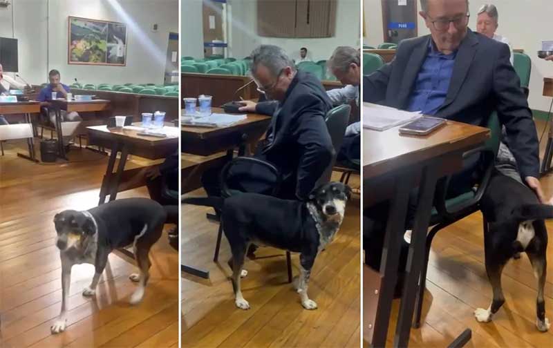 Cão ‘invade’ sessão da Câmara de Cerqueira César e pede carinho para vereadores: ‘Quebrou a rotina tensa’