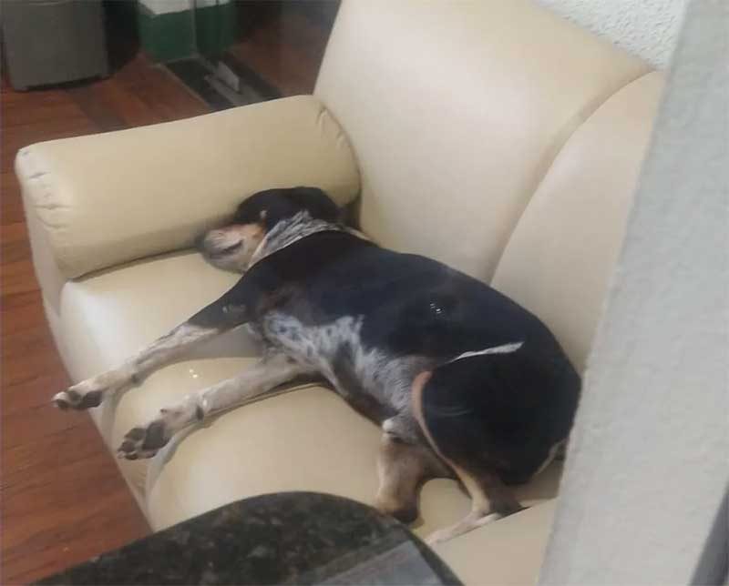 Lélio durmindo "durante o expediente" na Câmara de Cerqueira César (SP) — Foto: Arquivo pessoal