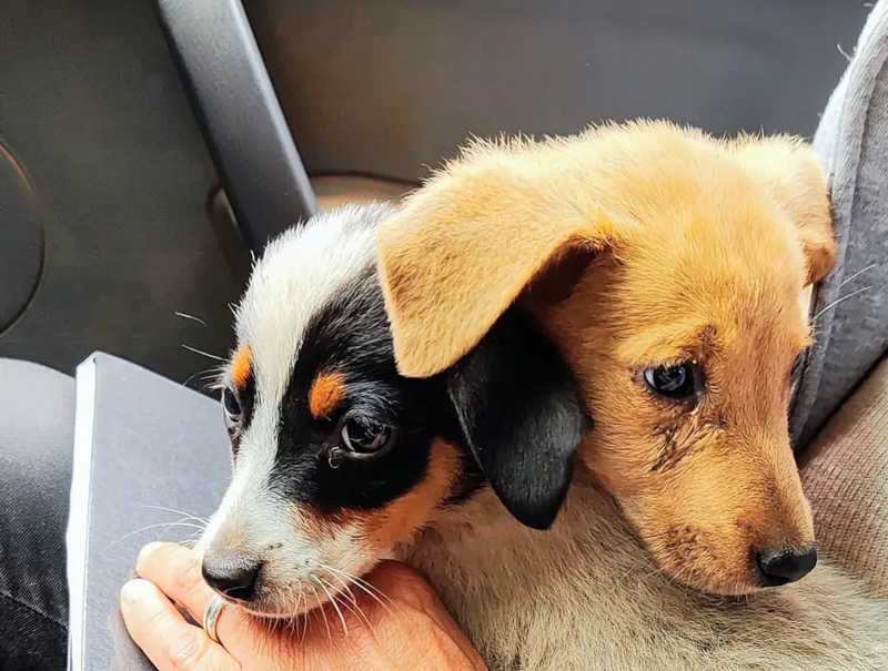 Na primeira ocorrência, dois filhotes de cães foram resgatados