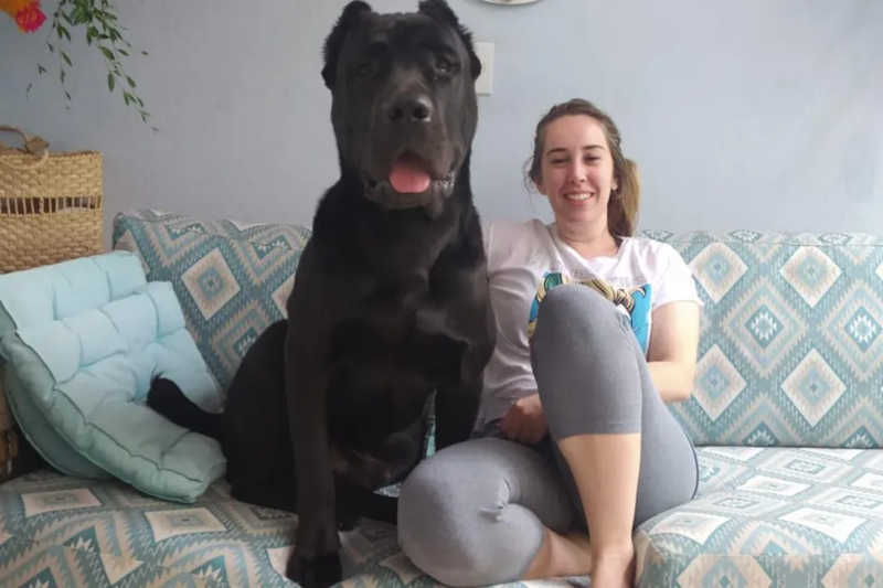 Desaparecimento de cão deixado em hotel para pets completa um mês: ‘Quero trazer ele de volta para a casa’