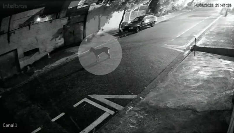 Vídeo mostra cão caminhando pelas ruas em frente a hotel de onde desapareceu em Jundiaí (SP) — Foto: Reprodução