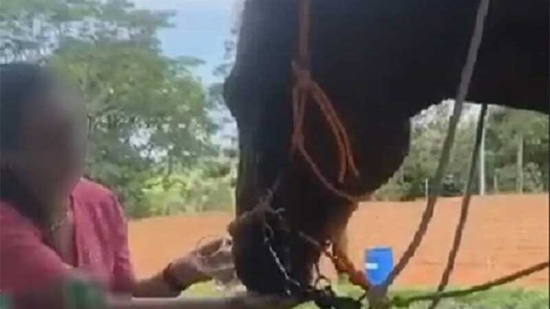 Mulher grava vídeo dando cerveja a cavalo e acaba multada em R$ 3 mil por maus-tratos, em Pirapozinho, SP; veja a cena