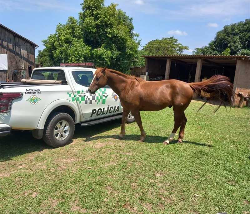 Proprietária de cavalo foi multada em R$ 3 mil, nesta sexta-feira (20), em Pirapozinho (SP) — Foto: Polícia Ambiental