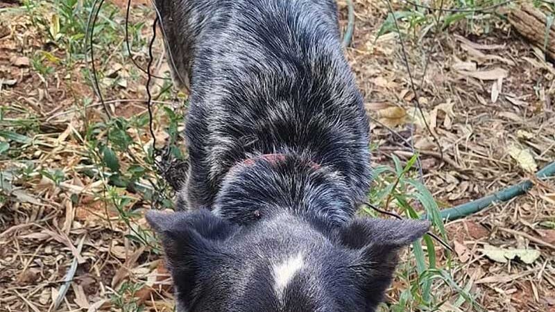 Polícia Ambiental resgata cachorra com larvas enroscada em arame e porco doente em sítio, em Rosana, SP