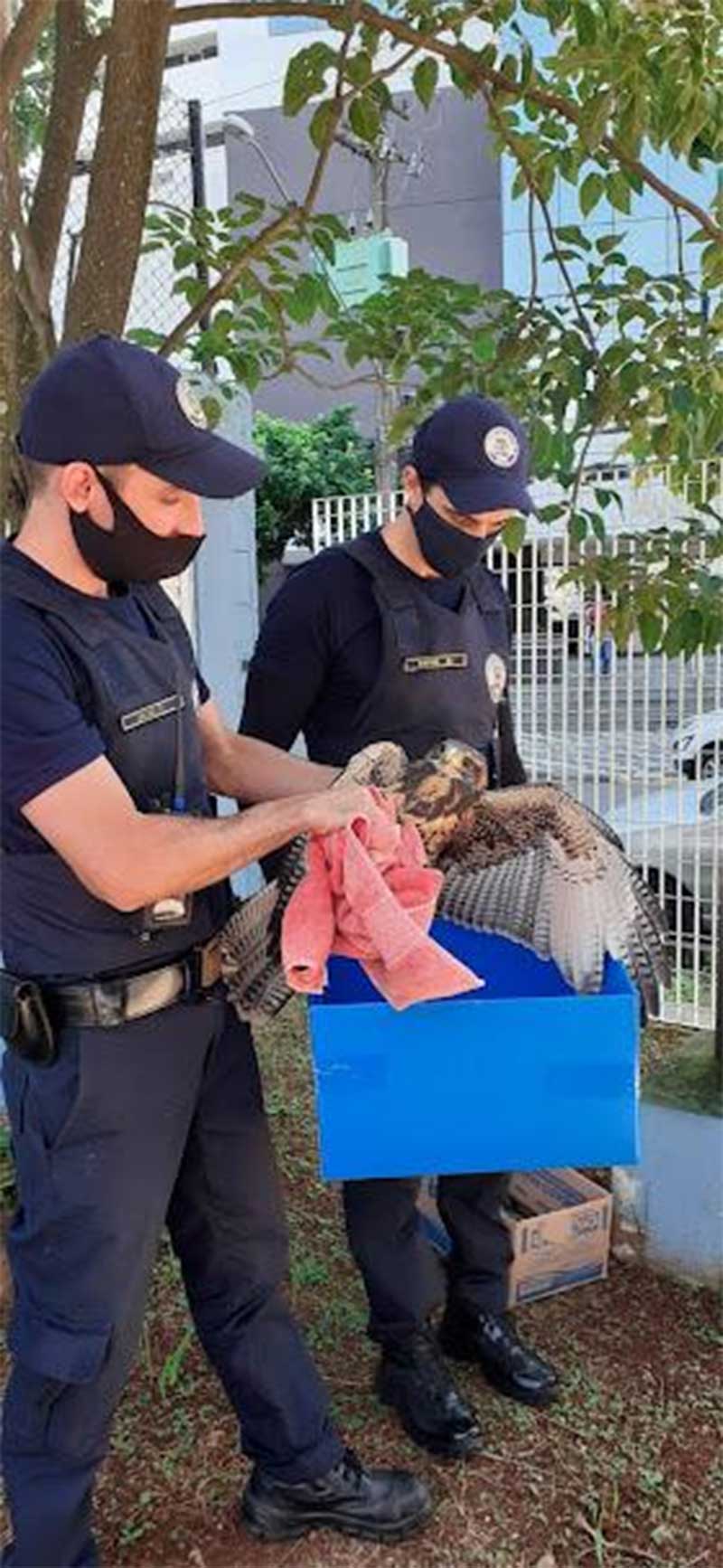 Curso para guardas municipais em Santos (SP) aprimora manejo de animais silvestres