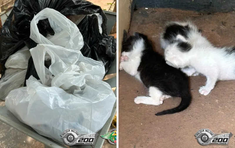 Polícia encontra filhotes de gato dentro de saco plástico em lixeira no interior de SP