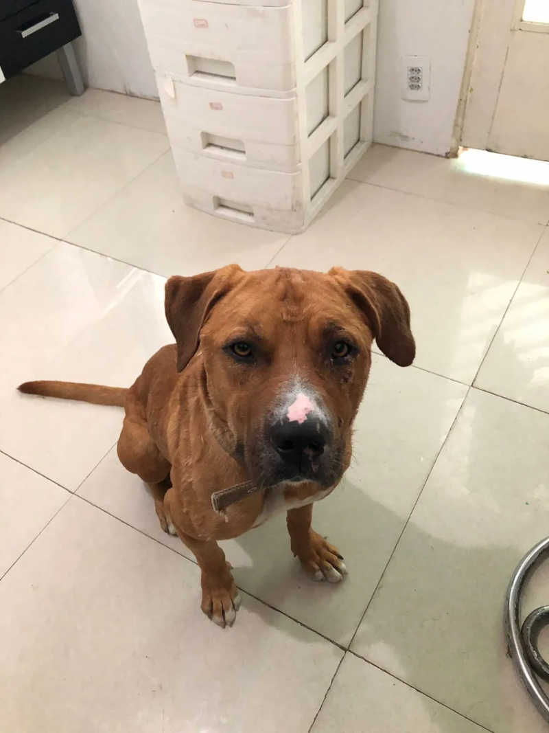 Cachorro foi abandonado em clínica em São José dos Campos, SP — Foto: Arquivo pessoal/Aline Strafacci