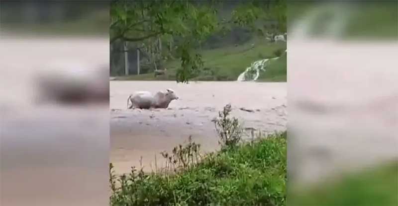 Vaca é arrastada pela correnteza em cidade alagada pela chuva em SC; VÍDEO