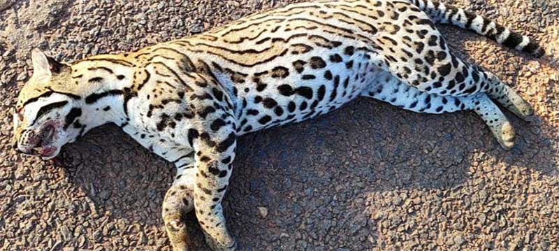 Jaguatirica é encontrada morta bem próximo de onde onça-parda morreu atropelada recentemente