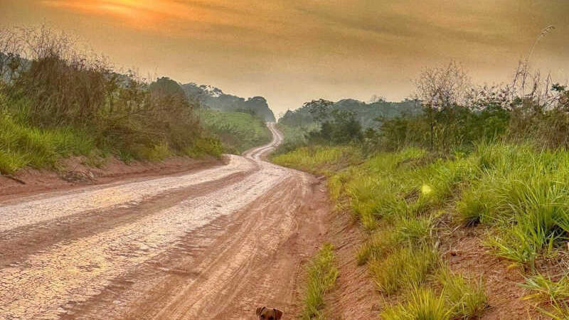 Cachorrinho é abandonado com corda no pescoço em estrada do AC e imagens revoltam internautas