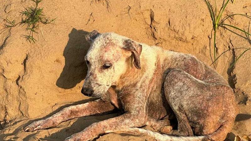 Jornalista mostra mais de 20 cães abandonados em estrada de Rio Branco; internautas reagem