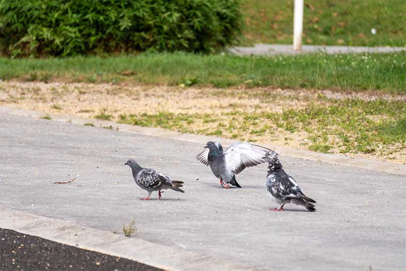 A polémica decisão de uma cidade alemã de matar pombos partindo-lhes o pescoço