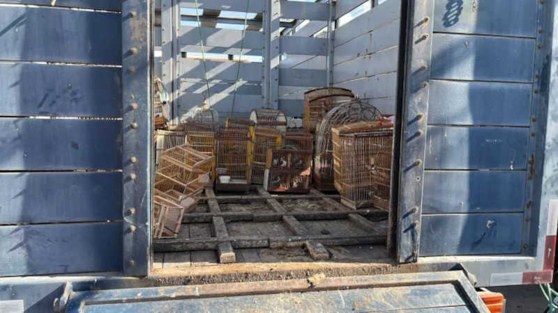 Mais de 100 aves são resgatadas durante inspeção em feira livre, em Arapiraca, AL