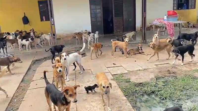 Após denúncia, cães de abrigo com condições precárias em Maceió (AL) devem ser realocados