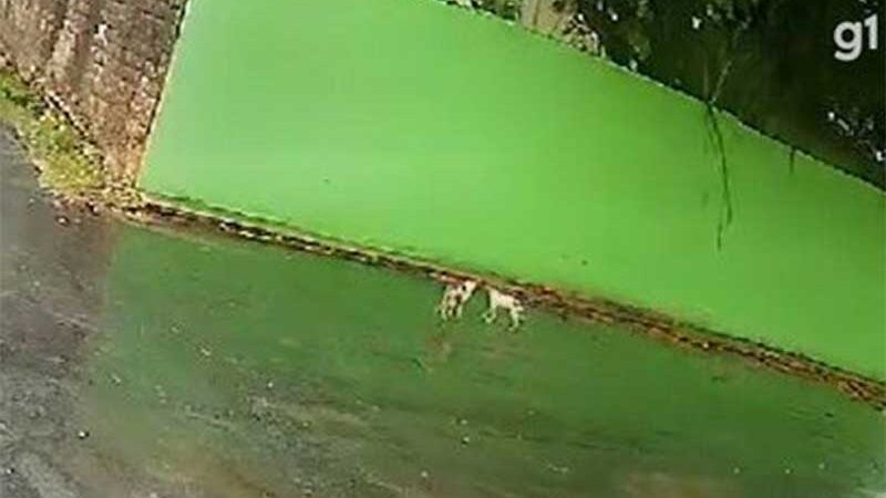 VÍDEO: dona de hotel para animais joga cães de estimação por cima de muro em Manaus, AM