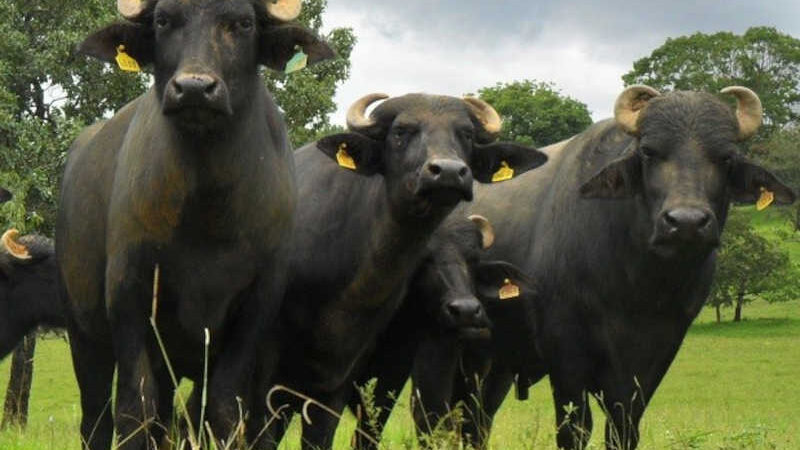 Queimadas promovidas por pecuarista de búfalos são a causa da fumaça em Manaus, aponta Observatório