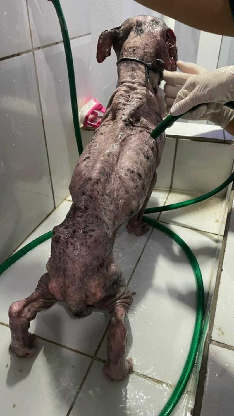 No Acre, cachorrinho é resgatado com larvas na cabeça e precisa de doações