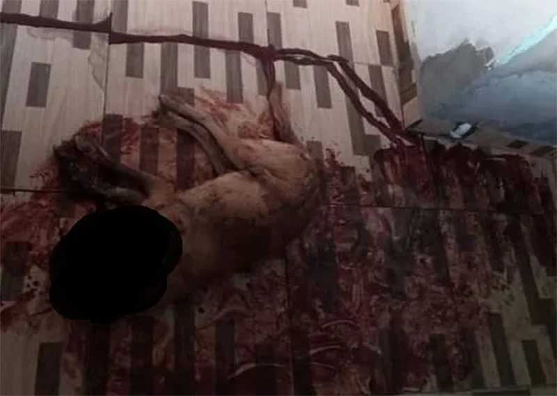 Animais são maltratados e mortos com requintes de crueldade em Abaíra, BA