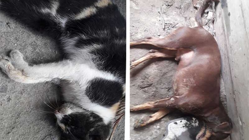 Morador denuncia matança de gatos e cachorros por envenenamento no Campo Belo, em Amargosa, BA