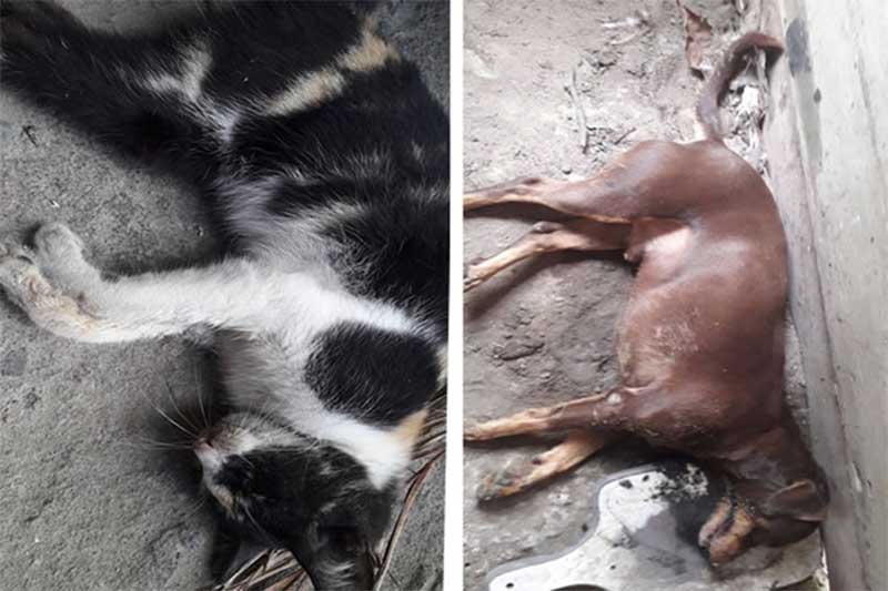 Morador denuncia matança de gatos e cachorros por envenenamento no Campo Belo, em Amargosa, BA