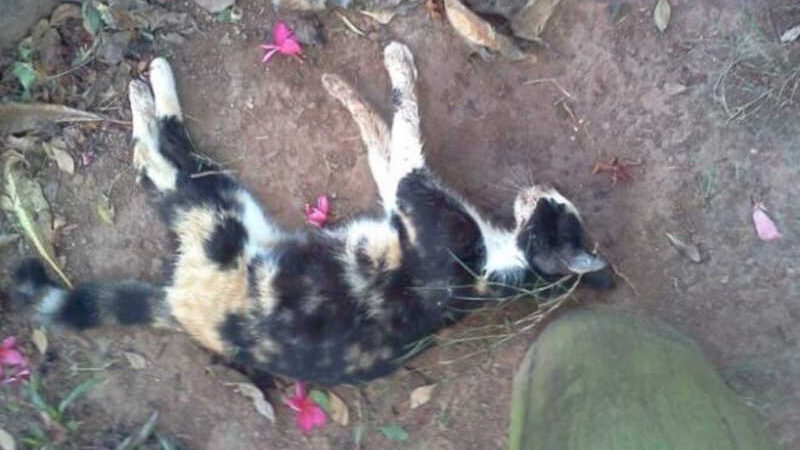 Gatos continuam sendo mortos em Itarantim (BA) por envenenamento