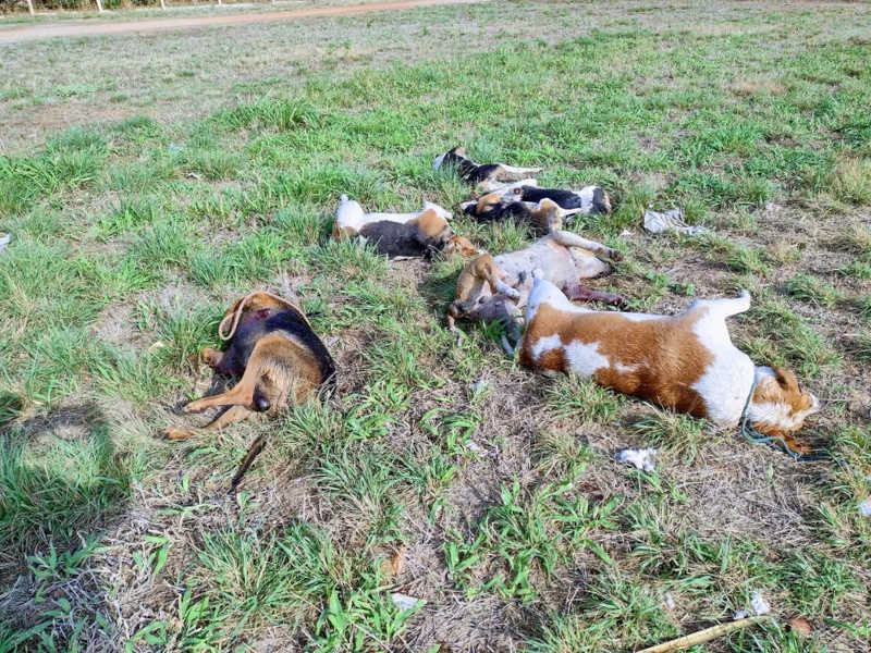 Cães são encontrados mortos e com marcas de tiros em cidade da Bahia