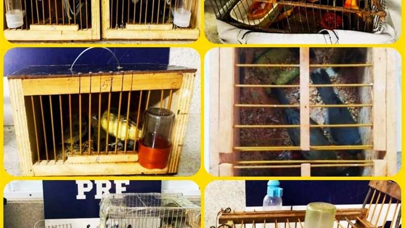 PRF resgata 30 pássaros sendo transportados irregularmente dentro de ônibus de viagem em Vitória da Conquista, BA