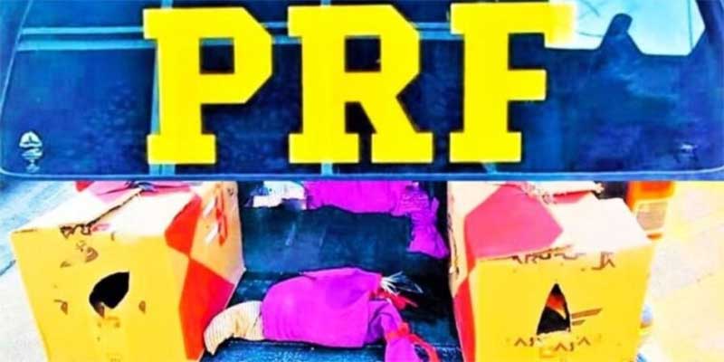 PRF resgata quatro galos de rinha de situação de maus-tratos na cabine de caminhão em Seabra, BA
