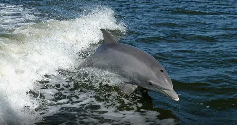 Leptospirose ‘invade’ costa brasileira e infecta golfinhos e baleias