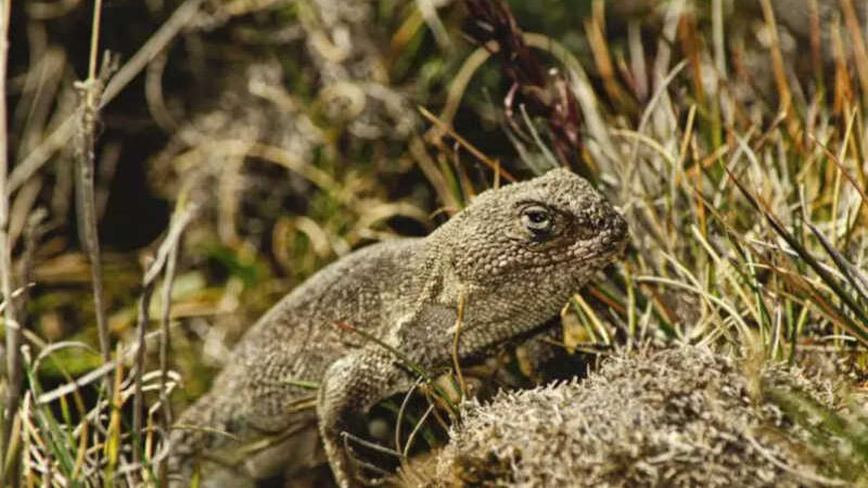 Pomada de lagarto para dor usada na Bolívia pode causar extinção do animal