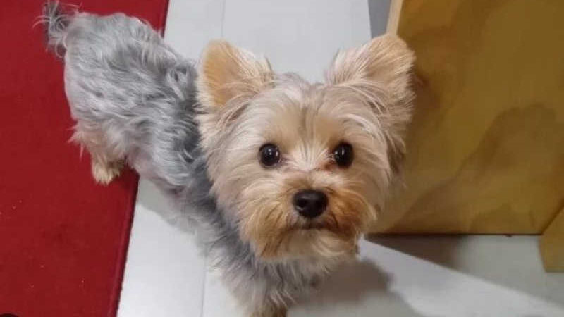 Cachorro desaparece em viagem do Brasil para a Flórida