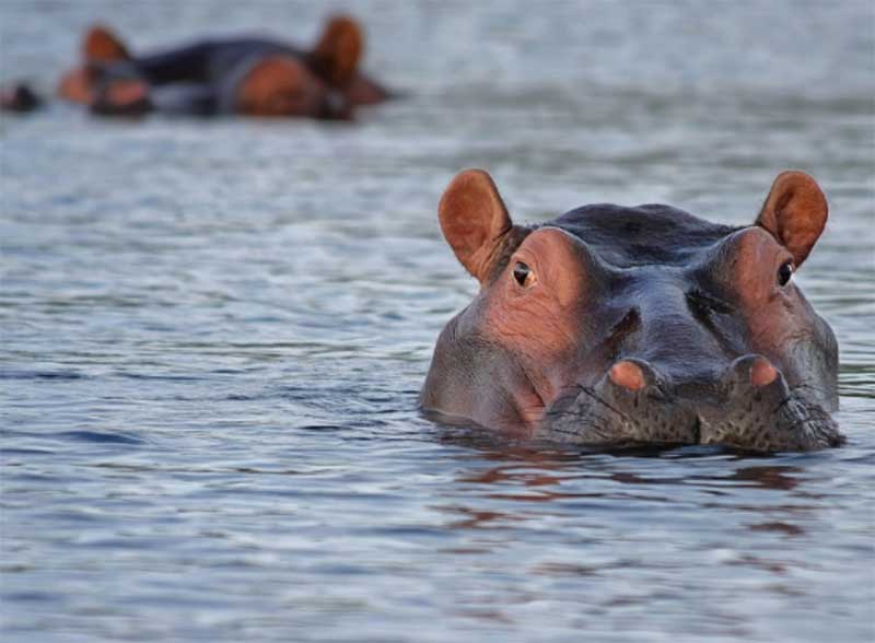 Colômbia começa a esterilizar hipopótamos descendentes dos pets do chefe do crime Pablo Escobar