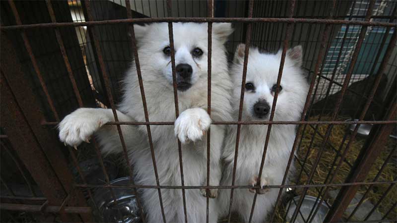 Coreia do Sul prestes a proibir consumo de carne de cão