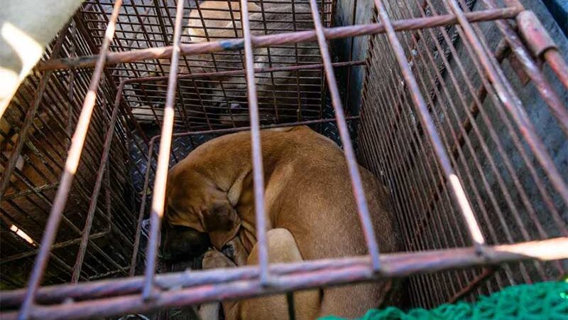 Coreia do Sul quer banir consumo de carne de cachorro, e produtores ameaçam soltar 2 milhões de cães em Seul; FOTOS