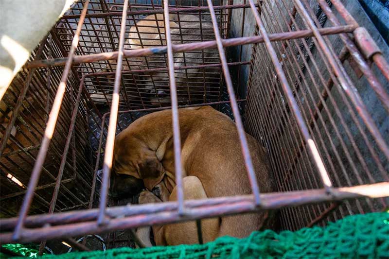 Coreia do Sul quer banir consumo de carne de cachorro, e produtores ameaçam soltar 2 milhões de cães em Seul; FOTOS