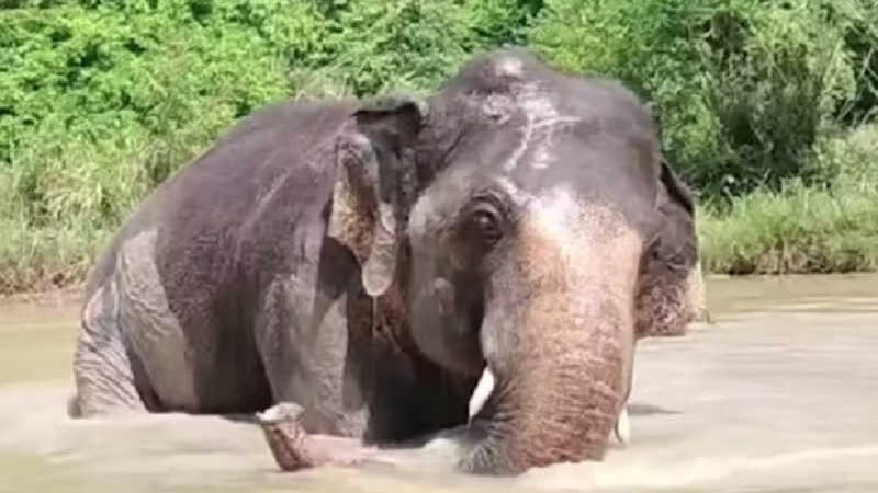 A vida nova do ex-elefante mais solitário do mundo, em liberdade; VÍDEO