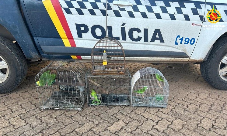 Diversas aves são apreendidas pela Polícia Militar do DF em Ceilândia