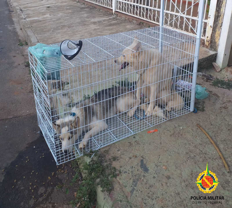 Polícia Militar do DF prende casal por maus-tratos a cães e gatos em Santa Maria
