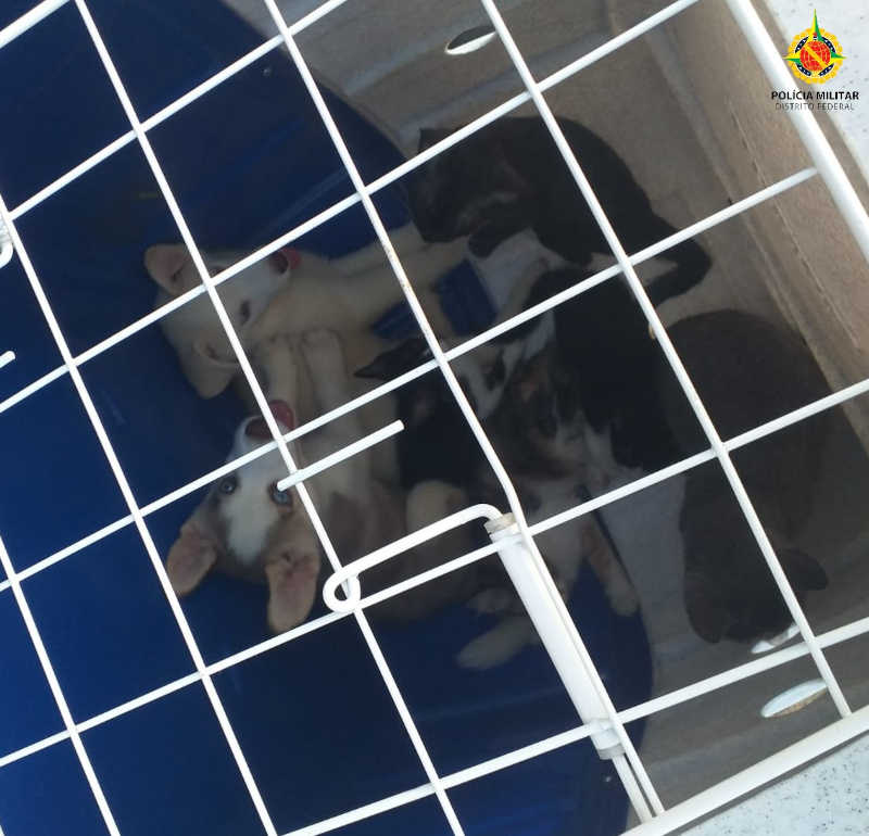 PMDF prende casal por maus-tratos a animais em Santa Maria
