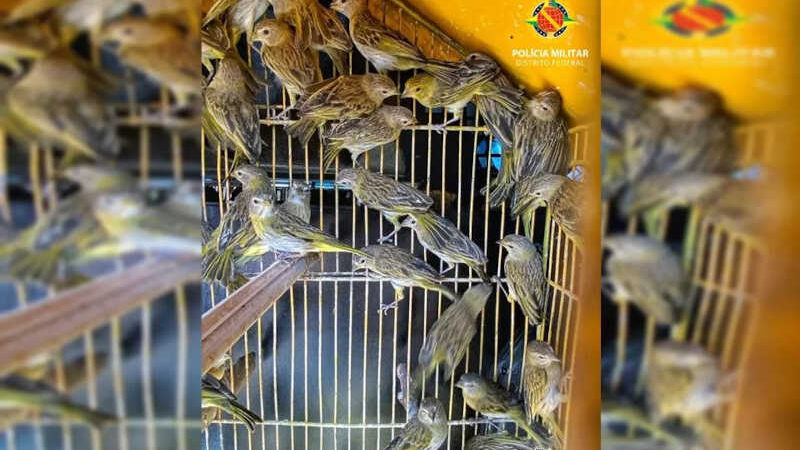 Polícia Militar do DF apreende mais de 50 pássaros silvestres criados em cativeiro