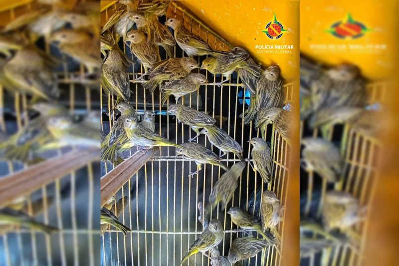 Polícia Militar do DF apreende mais de 50 pássaros silvestres criados em cativeiro