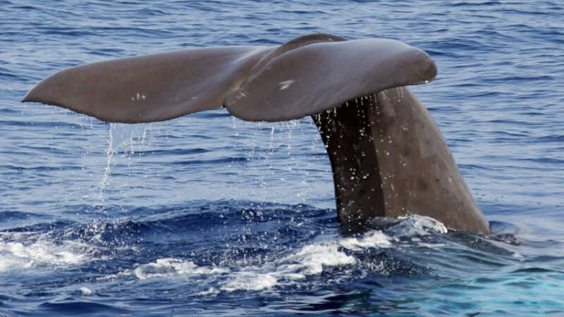 Dominica vai criar primeira reserva de cachalotes no mundo