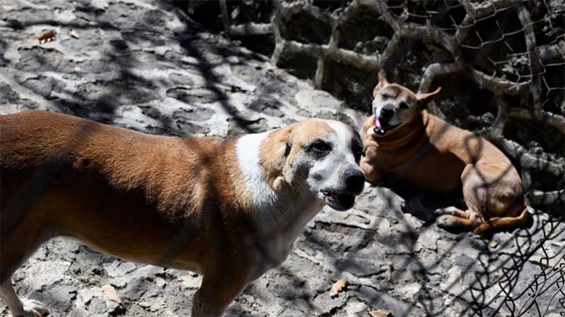 Espanha: mais de mil cães sem orelhas e cauda. Investigados 58 tutores