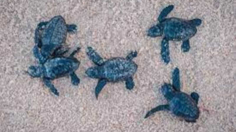 Tartarugas são encontradas mortas em praia do ES