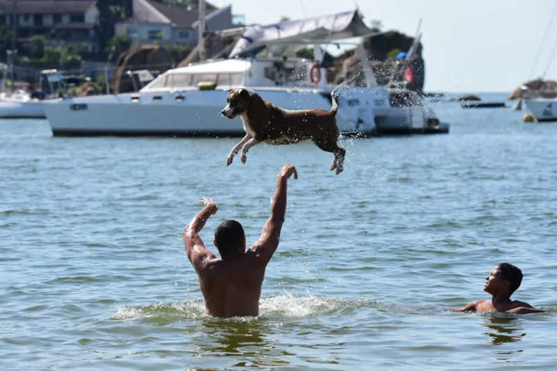 Cachorro se refresca no calorão em praia de Vitória — Foto: Ricardo Medeiros/Rede Gazeta